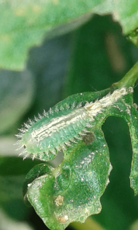 Chrysomelidae: Cassida sp.: S, Cassida piperata, specie aliena